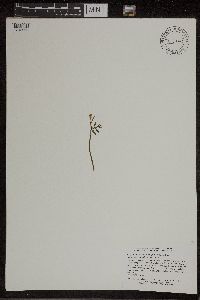 Botrychium lanceolatum image