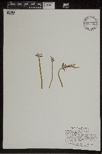 Botrychium lanceolatum image