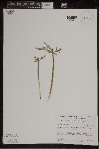 thumbnail image of current specimen
