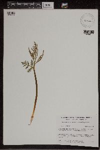 Botrychium lanceolatum image