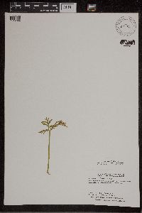 Botrychium lanceolatum image