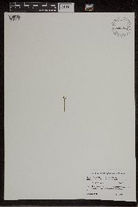 Botrychium lanceolatum image