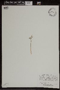 Botrychium lanceolatum image