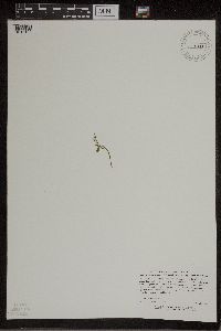Botrychium lanceolatum image