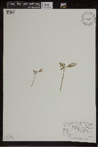 Botrychium lanceolatum image