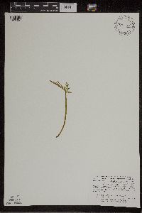Botrychium lanceolatum image