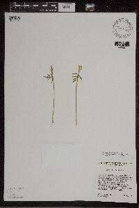 Botrychium lanceolatum image