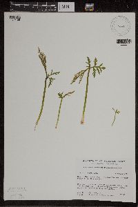 Botrychium lanceolatum image