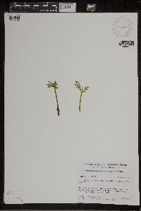 Botrychium lanceolatum image