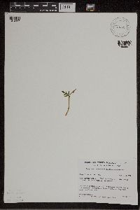 Botrychium lanceolatum image