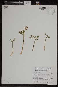 Botrychium lanceolatum image