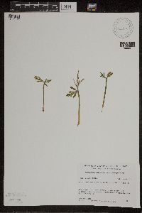 Botrychium lanceolatum image
