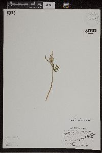 Botrychium lanceolatum image
