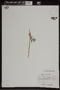 Botrychium lanceolatum image
