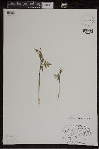 Botrychium lanceolatum image