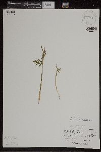 Botrychium lanceolatum image