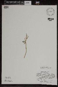 Botrychium lanceolatum image