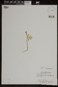Botrychium lanceolatum image