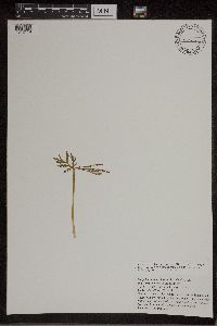 Botrychium lanceolatum image
