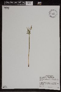 Botrychium lanceolatum image