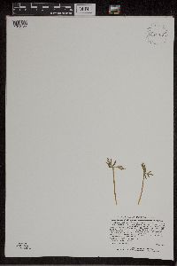 Botrychium lanceolatum image
