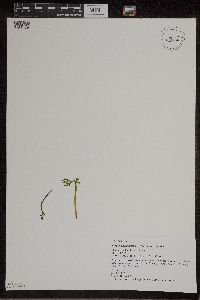 Botrychium lanceolatum image