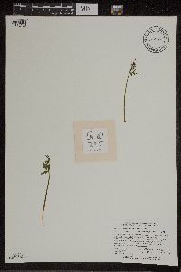 Botrychium lanceolatum image