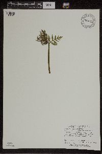 Botrychium lanceolatum image