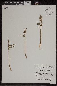 Botrychium lanceolatum image