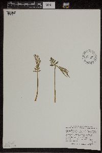 Botrychium lanceolatum image