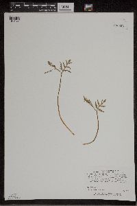 Botrychium lanceolatum image