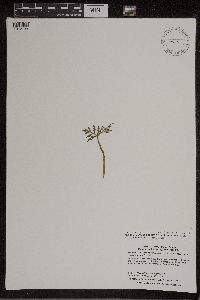 Botrychium lanceolatum image