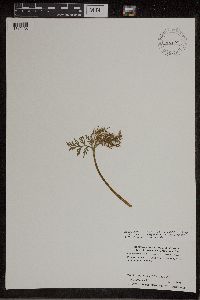 Botrychium lanceolatum image