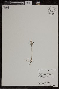Botrychium lanceolatum image