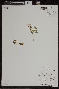 Botrychium lanceolatum image