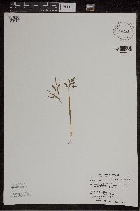 Botrychium lanceolatum image