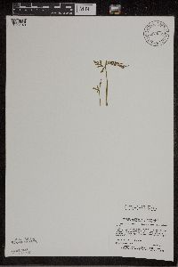 Botrychium lanceolatum image