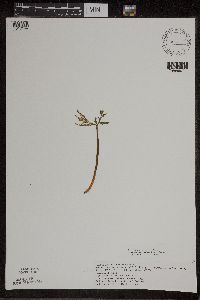 Botrychium lanceolatum image