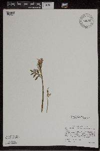 Botrychium lanceolatum image