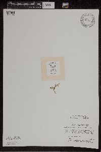 Botrychium lanceolatum image
