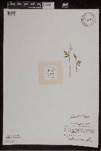 Botrychium lanceolatum image