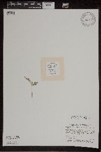 Botrychium lanceolatum image