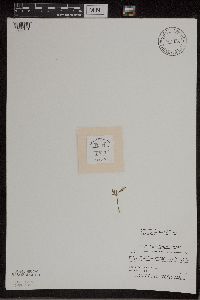 Botrychium lanceolatum image