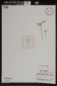 Botrychium lanceolatum image