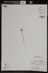 Botrychium lanceolatum image