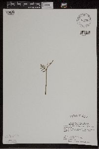 Botrychium lanceolatum image