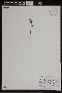 Botrychium lanceolatum image