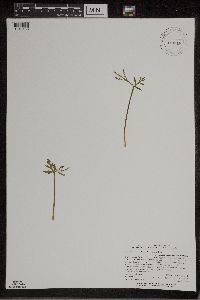 Botrychium lanceolatum image
