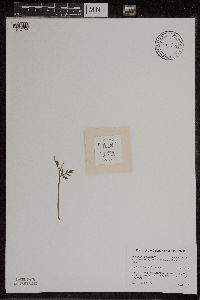 Botrychium lanceolatum image