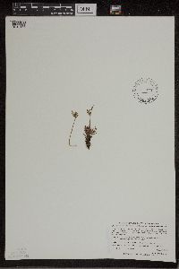 Botrychium lanceolatum image